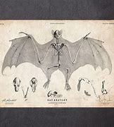 Image result for Bat Anatomy Poster