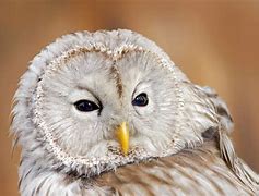 Image result for owls