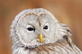 Image result for owls