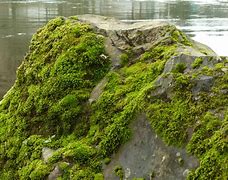 Image result for Moss Like Ground Cover