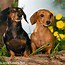 Image result for Cool PC Wallpapers Dog