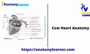 Image result for How Big Is a Cow Heart