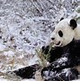 Image result for Giant Panda Climate Change