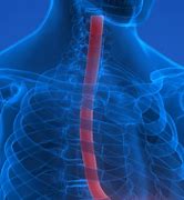 Image result for Esophagus