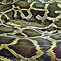 Image result for World's Largest Snake On Record