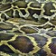 Image result for World Largest Snake Found