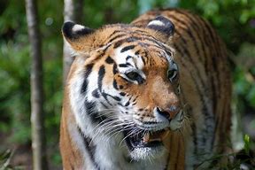 Image result for Zoo Keeper Tiger