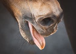 Image result for Horse Tingue