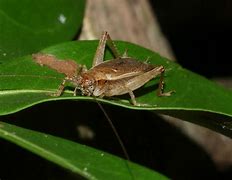 Image result for Animal Cricket Jumping