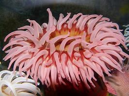 Image result for Sea anemone