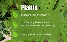 Image result for Deal of the Week Plant