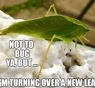 Image result for Naming Bugs Meme
