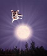 Image result for Dog Flying in the Sun