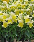 Image result for Snapdragon Yellow Color