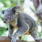Image result for Koala Poop