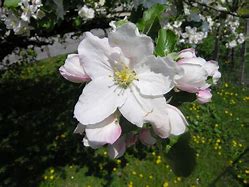 Apple Tree Flower 的图像结果