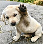 Image result for Animal High Five