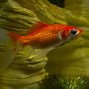 Image result for All Types of Goldfish