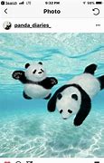 Image result for Funny Panda Bear