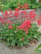 Image result for Heuchera sanguinea Alba