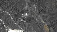 web bid japan spider web order araneae web bid japan spider web order araneae