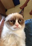 Image result for White Grumpy Cat