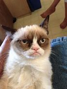 Image result for Fat Grumpy Cat
