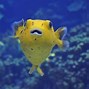 Image result for Puffer Fish Wallpaper