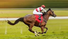 Image result for Jockey Colour Horse Racing