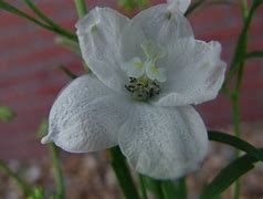 Image result for Delphinium belladonna Schneewittchen