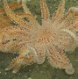 Image result for Deep Sea Starfish