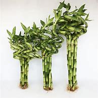 Image result for Chinese Lucky Bamboo Plant