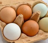 Image result for Poule Oeufs