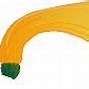 Image result for Picture OS Squash Clip Art