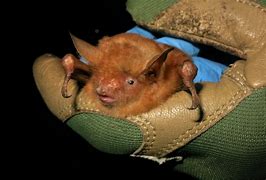 Image result for Bright Orange Bat