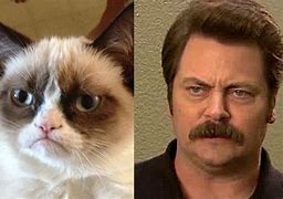 Image result for Grumpy Cat PNG