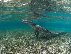 Image result for Crocodile and Alligator Side by Side