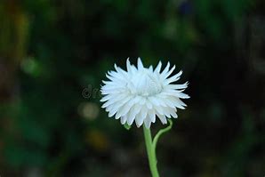 Image result for White Flower Side View