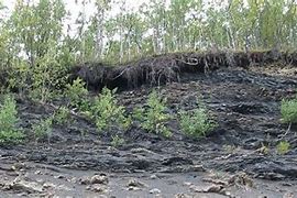 Image result for Coal Swamp