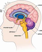 Image result for Inside Brain Diagram