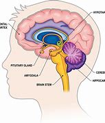 Image result for The Brain and Its Parts