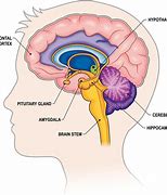 Image result for Human Brain Chart