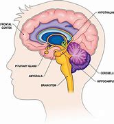 Image result for Brain with Parts