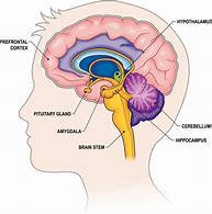 Image result for Anatomy Human Brain Functions