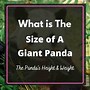Image result for Panda and Grizzly Bear