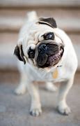 Image result for Pug Head Tilt