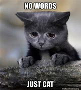 Image result for Funny Cat Pictures Memes No Words
