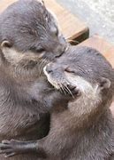 Image result for Bearded Otter Love