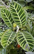 Image result for Variegated Houseplants