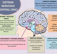 Image result for Funciones Del Sistema Nervioso